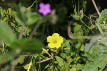 Fototapeta premium Fiori