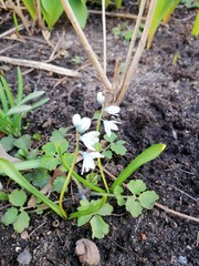 first spring white flowers  