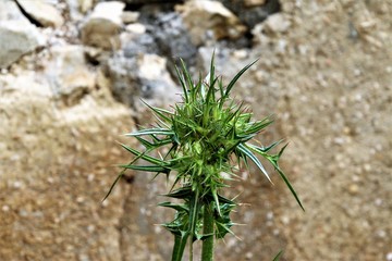 Fiori