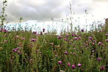 Fiori
