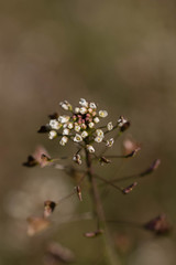 Tiny white blossoms