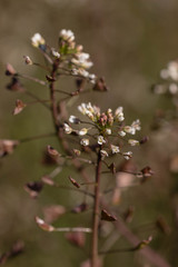 White little flowers