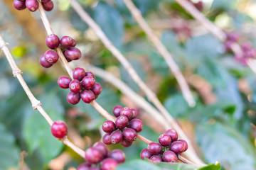 red coffee beans