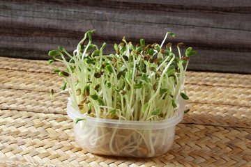 sprouted Fenugreek ready for planting,microgreen or salad in plastic container isolated