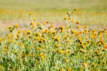 Fiddle heads, wildflowers at Carrizo Plains, CA
