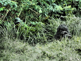 A sniper team in operation