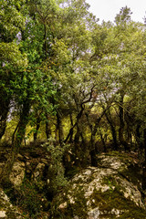 Fototapeta na wymiar Mountain forest in Crete