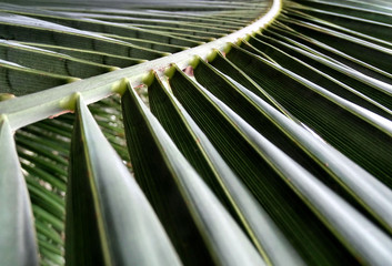 liść palmowy - obrazy, fototapety, plakaty