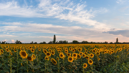 Farmland view with sunflowers field