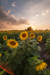 Farmland view with sunflowers field