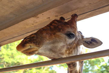 giraffe looks resting on a wooden rail