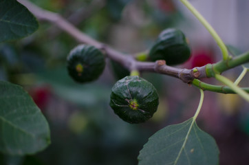 Green immature figs on a branch