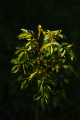 bush rose hips on a dark background