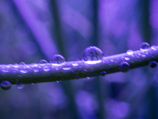 Drops of water on leaves and shoots of onion seedlings in greenhouse. Shallow depth of field. Shooting on special macro lens. Natural background