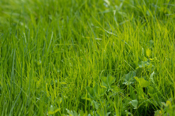 young green grass