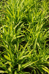 green grass as background 