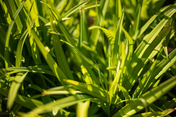 young green grass in the sun