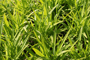 green grass as background 