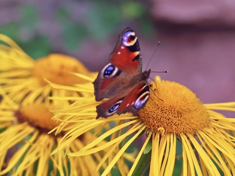 Nard Bilder Durchsuchen 21,095 Archivfotos, und Videos