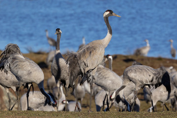 View to the cranes of the Lake Hornborga, Sweden