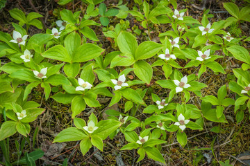 Canadian Bunchberry Patch in Full Bloom
