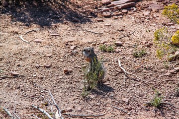Cute gopher in desert. Close up view. Grand Canyon. Beautiful nature background.