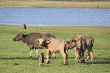 Fototapeta na wymiar herd of wild buffalos grazing in the field