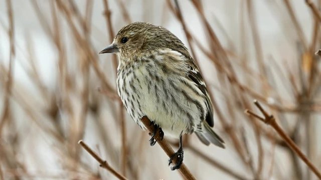 Female house finch Haemorhous mexicanus perched on a tree branch with snow falling in slow motion clip.