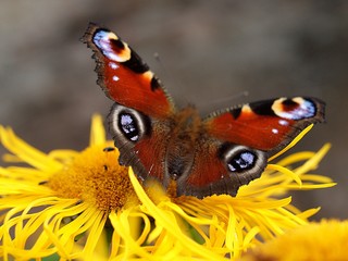 Macro of a peacock butterly on a yellow flower