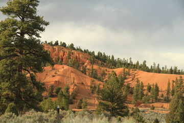 Горы лес деревья