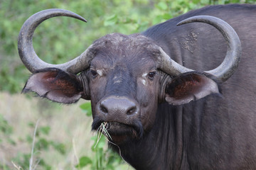 Naklejka premium Kaffernbüffel / Buffalo / Syncerus caffer