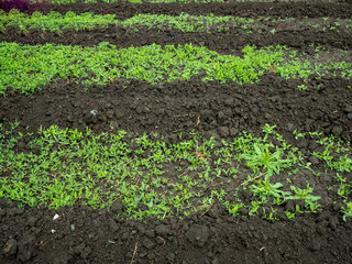 ditched garden beds for planting vegetables. brown dirt, soil