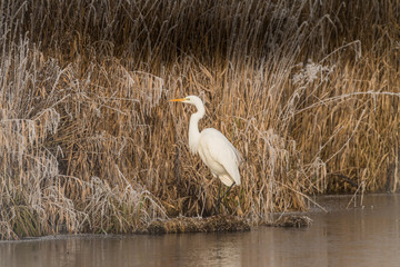 Great Egret on the shore in reeds in winter with hoarfrost