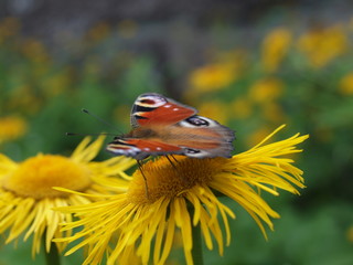 Macro of a peacock butterly on a yellow flower