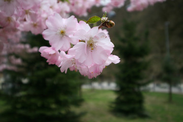 Cherry blossoms, Sochi, Russia.