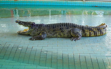 crocodile on the pool tile with an open mouth