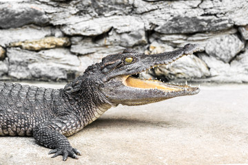 Obraz premium Crocodiles crouched on the floor