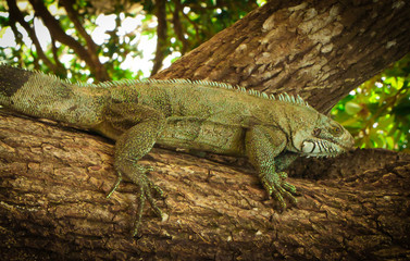 green iguana