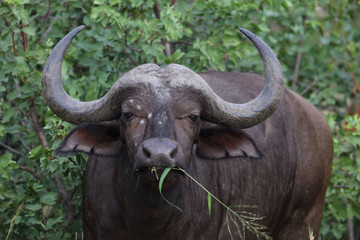 Kaffernbüffel / Buffalo / Syncerus caffer