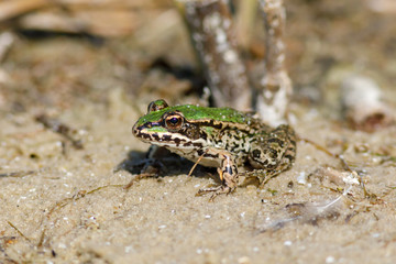Teichfrosch