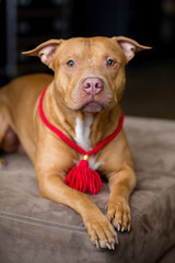 portrait of American pit bull Terrier dog red with a red collar brush on the neck sitting and lying in the Studio