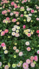 Bellis Gänseblümchen