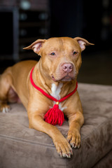 portrait of American pit bull Terrier dog red with a red collar brush on the neck sitting and lying in the Studio