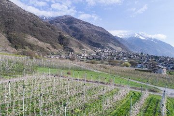 Fototapeta na wymiar Apple orchards in Valtellina