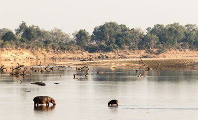 Baby Hippo Crossing River to See Mother