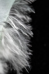 Macro Close Up Of White Feather on Black Background