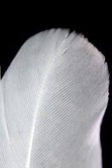 Macro Close Up Of White Feather on Black Background