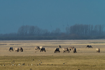 herd of conik horses on a pasture in winter