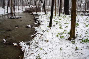 641-08 Hammel Creek and Bluebells in the Snow