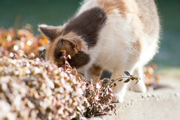 Adult cat smelling plants and flowers. The cat is playing in the flowers in the garden.